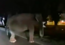C'era un elefante in circonvallazione vicino a Milano!