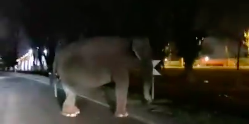 C’era un elefante in circonvallazione vicino a Milano!