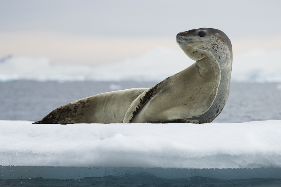 Un esemplare di foca leopardo, fotografato in Antartide (Ric Tapia via AP)