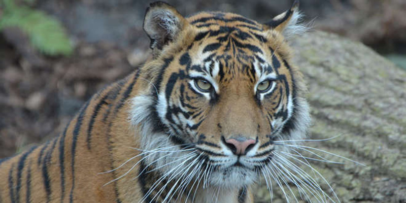 La tigre di Sumatra Melati, in una foto di repertorio (ZLS)