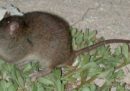 L'Australia ha dichiarato una specie di ratto estinta a causa del cambiamento climatico
