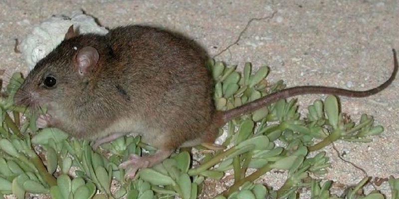 Un esemplare di Melomys rubicola (Wikimedia Commons)