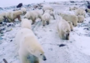 Decine di orsi polari hanno invaso una piccola cittadina russa della regione Artica