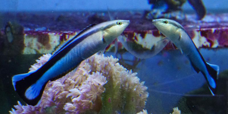 Questi pesci si riconoscono allo specchio?
