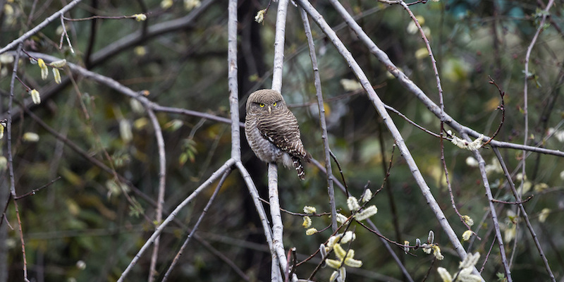 Una civetta nana cuculo, Glaucidium cuculoides, su un albero a Dharmsala, India
(AP Photo/Ashwini Bhatia)