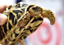 Nell'aeroporto di Manila, nelle Filippine, sono state trovate più di 1.500 tartarughe vive legate con dello scotch da pacchi, dentro a quattro valigie abbandonate
