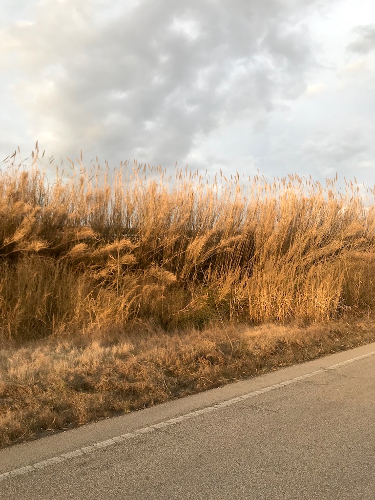Madonna dell’Albero 07.03.2019