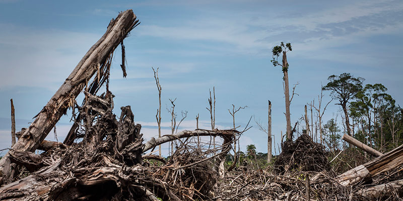 Un'area del Borneo in fase di disboscamento per la preparazione di una nuova coltivazione di palma da olio nel 2016, Indonesia (Ulet Ifansasti/Getty Images)