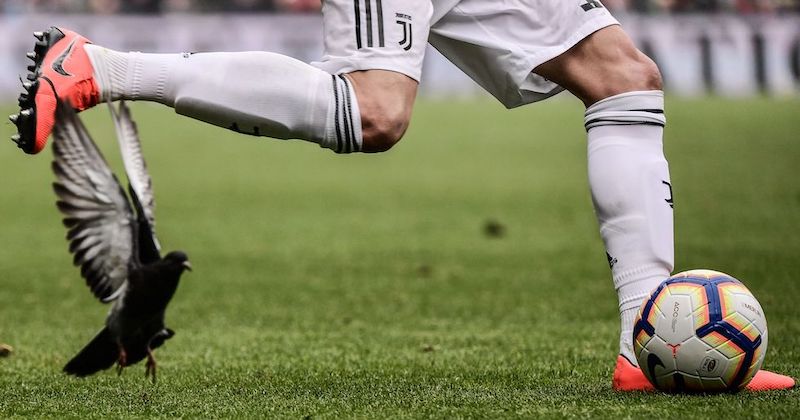 Un piccione in campo durante Genoa - Juventus, Genova, 17 marzo
(Marco BERTORELLO/AFP/LaPresse)