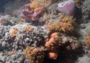 Abbiamo trovato una barriera corallina in Puglia