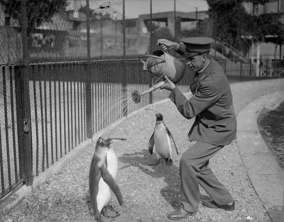 Annaffiare pinguini