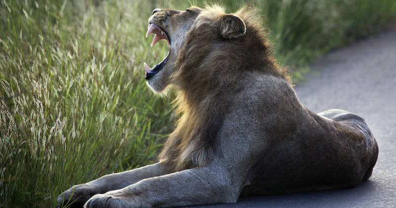 Un leone al Parco nazionale Kruger, Sudafrica 
(AP Photo/Jerome Delay)