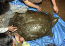 È morto uno dei 4 esemplari rimasti di tartarughe Rafetus swinhoei, una specie originaria di Cina e Vietnam