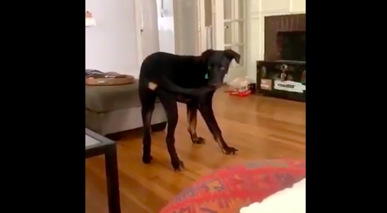 Cosa succede quando un cane riesce infine a mordersi la coda?