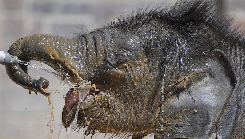 Un elefantino di tre mesi lavato allo zoo di Lipsia, in Germania
(Hendrik Schmidt/picture-alliance/dpa/AP Images)
