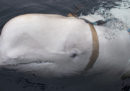 Il mistero del beluga con l'imbracatura, in Norvegia