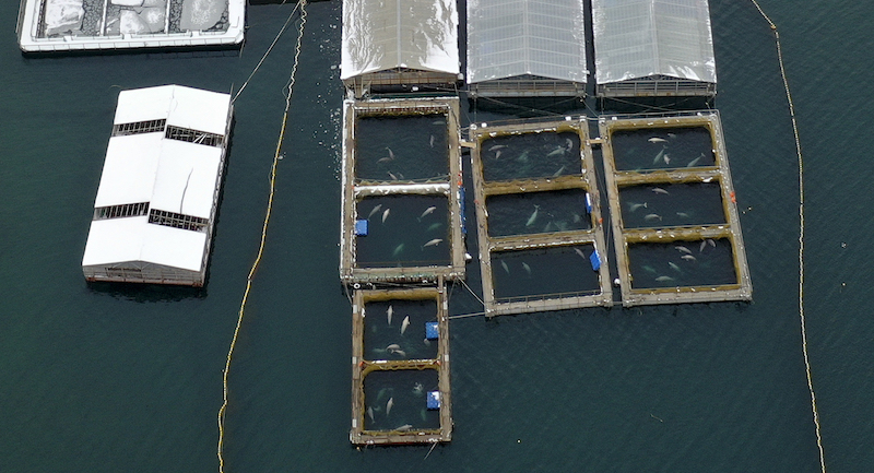 Le vasche dove erano tenute prigioniere le balene. (Whale Watching Russia via AP)