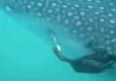 Il video di un cormorano che mangia un pesce attaccato alla pancia di uno squalo balena