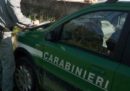 La Corte Costituzionale ha deciso che l'assorbimento della Forestale nell'Arma dei carabinieri è legittimo