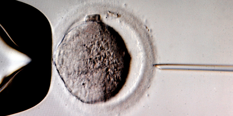 Fecondazione in vitro di una cellula uovo (Waltraud Grubitzsch/picture-alliance/dpa/AP Images)