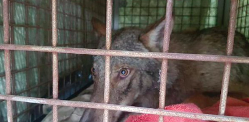 Nella Darsena di Milano è stato ritrovato e soccorso un lupo
