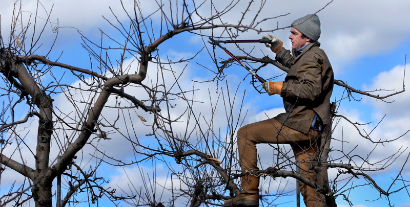 Un bracciante in un frutteto in Virginia. (Ginger Perry/The Winchester Star via AP)