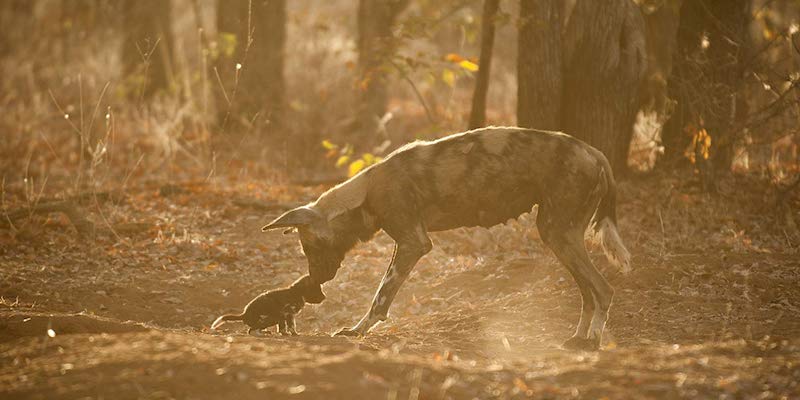 Una delle immagini di "Il nostro pianeta", la nuova serie di documentari sugli animali di Netflix: una iena e il suo cucciolo (© Jeff Wilson / Silverback/Netflix)