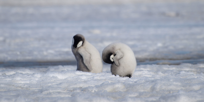 Fotografia del 2010 che mostra due pulcini di pinguino imperatore nella baia di Halley, in Antartide (Peter Fretwell/British Antarctic Survey via AP)