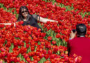 Farsi i selfie nei campi di tulipani non è una grande idea