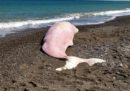 Un giovane capodoglio spiaggiato è stato trovato venerdì a Cefalù, in Sicilia