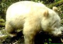 La prima immagine di un panda albino