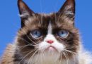È morta Grumpy Cat, la gatta imbronciata diventata virale