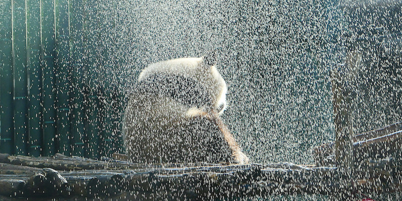 Un panda sotto una doccia allo zoo di Pechino
(Imaginechina via AP Images)