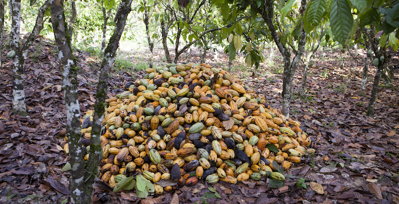 Frutti di albero del cacao, dove sono contenute le fave, Kwamang, Ghana, 2015
(Melanie Stetson Freeman/The Christian Science Monitor