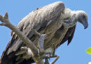 Più di 500 avvoltoi sono morti avvelenati in Botswana
