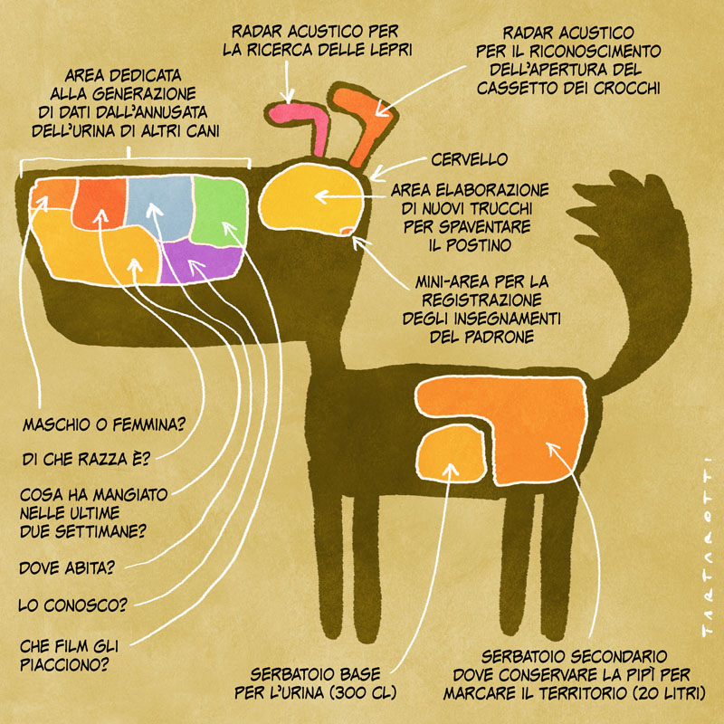 Come funziona il mio cane