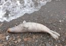 Almeno 60 foche sono state trovate morte sulle spiagge dell'Alaska