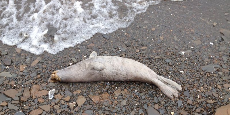 Una foca morta su una spiaggia dell'Alaska, vicino a Kotlik, il 7 maggio 2019 (Harold Okitkun/NOAA)