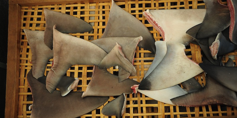 Pinne di squalo a Banyuwangi, in Indonesia, nel 2014; l'Indonesia è uno dei principali esportatori di carne di squalo (Robertus Pudyanto/Getty Images)