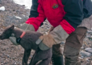 Una volpe artica ha percorso 3.500 chilometri dalle Svalbard al Canada