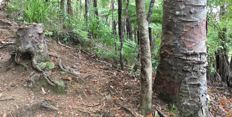 Quello a sinistra è un ceppo di Agathis australis, una specie di alberi della Nuova Zelanda, che nonostante non abbia più foglie è ancora vivo (Sebastian Leuzinger)