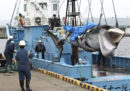 Le prime balene cacciate in Giappone per scopi commerciali dopo 31 anni