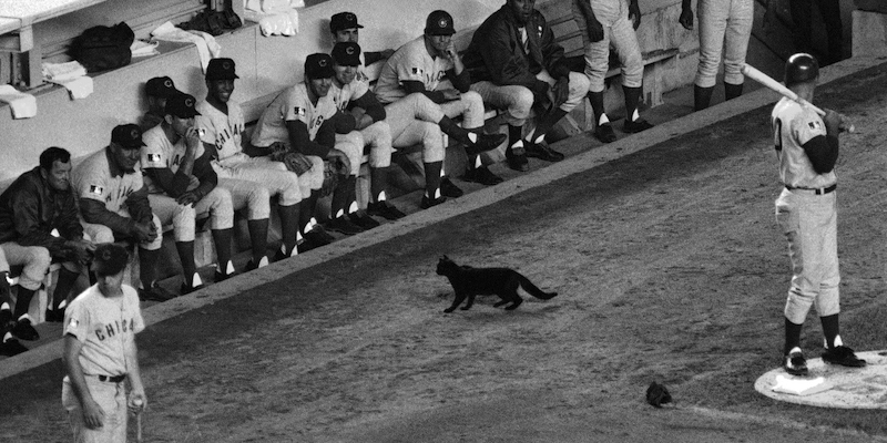 Un gatto nero davanti alla panchina dei Chicago Cubs nel 1969 (AP Photo/Dave Pickoff, File)