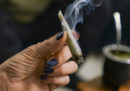 Un bilancio a cinque anni dalla legalizzazione della marijuana in Uruguay