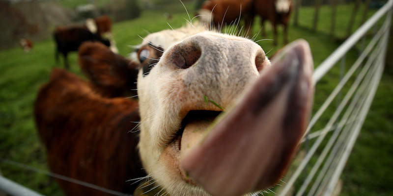 Bovini in una fattoria di Aukland, in Nuova Zelanda (Phil Walter/Getty Images)