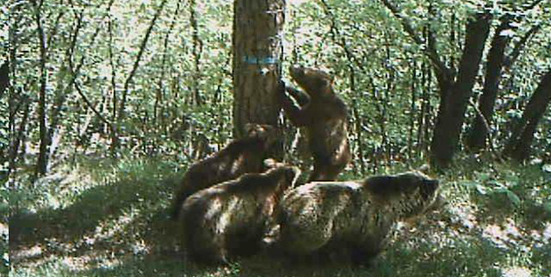 Orsi avvistati in Trentino
(ANSA)