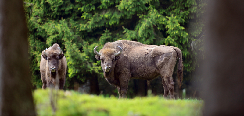 Due bisonti europei vicino a Bad Berleburg, in Germania. (Thomas Lohnes/Getty Images)
