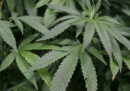 Il Lussemburgo potrebbe diventare il primo paese europeo a legalizzare la marijuana