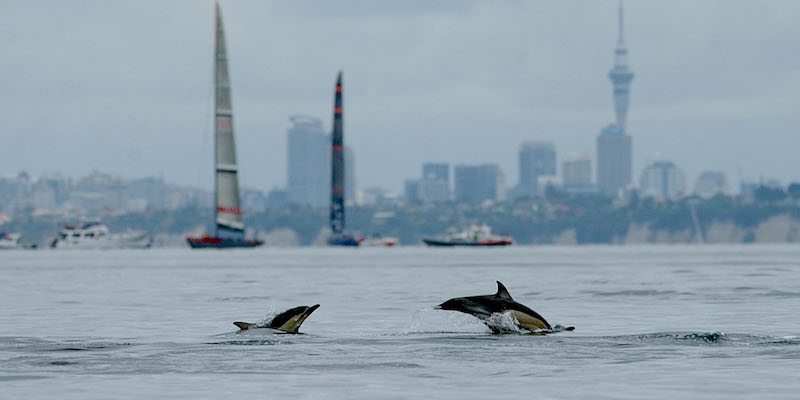 Delfini che nuotano vicino ad Auckland, in Nuova Zelanda, nel 2002 (Dean Purcell/Getty Images)