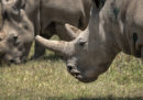 7 ovuli delle ultime due femmine di rinoceronte bianco settentrionale sono stati fertilizzati con successo
